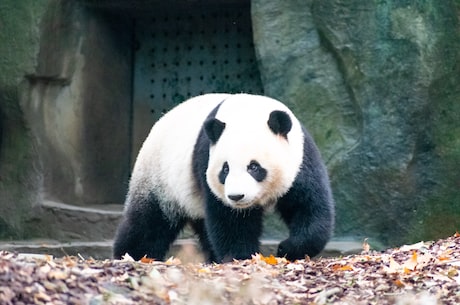 窥一斑知全豹，从大熊猫身上学习健康