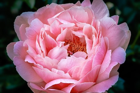 边梅，世上最美的花之一