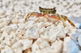 如何掌握螃蟹蒸多久最佳时间，让你的螃蟹更美味？
