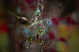 神秘而美丽的蜘蛛网