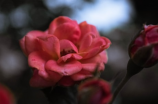 寓于真挚的心意：粉玫瑰的花语