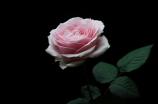 探秘拿度尼——玫瑰花的代表品种