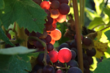 大棚葡萄种植技术解析