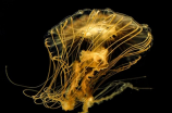 神奇水母的生态习性和其药用价值